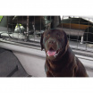 Verstellbares Metallgitter für den Gepäckraum (für Hunde bis 30 kg)